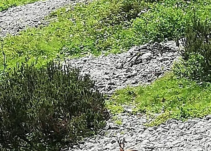 Haus Auebach Apartment *