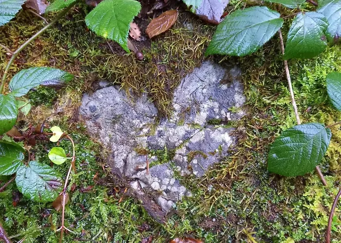 Haus Auebach Apartment Ellmau