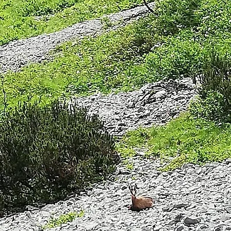 Haus Auebach Διαμέρισμα *