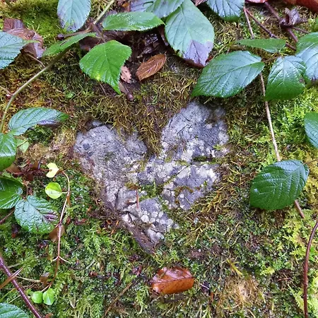 Haus Auebach Διαμέρισμα Ellmau